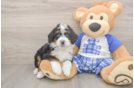 Hypoallergenic Mini Bernadoodle Poodle Mix Puppy