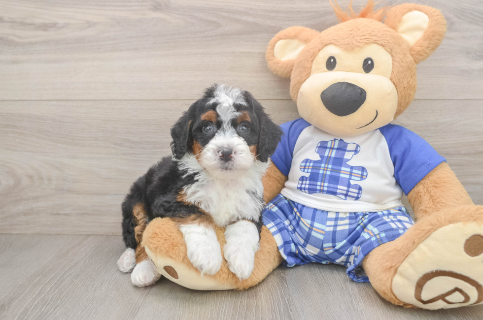 5 week old Mini Bernedoodle Puppy For Sale - Simply Southern Pups