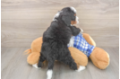 Energetic Mini Bernesedoodle Poodle Mix Puppy