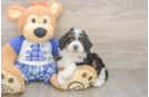 Cute Mini Bernedoodle Baby
