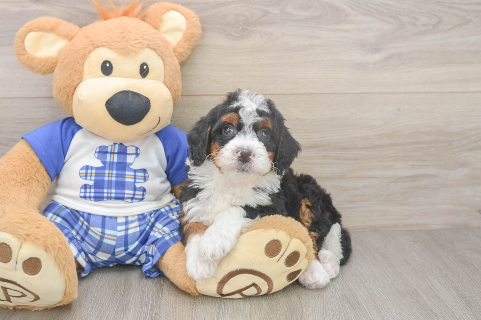 Cute Mini Bernedoodle Baby