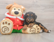 6 week old Mini Bernedoodle Puppy For Sale - Simply Southern Pups