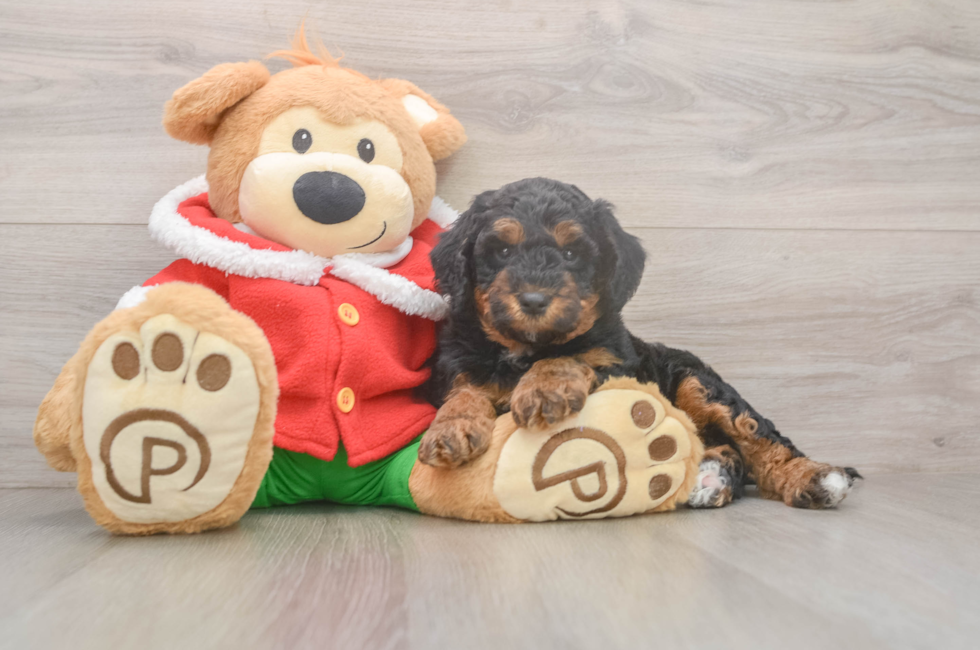 6 week old Mini Bernedoodle Puppy For Sale - Simply Southern Pups