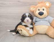 6 week old Mini Bernedoodle Puppy For Sale - Simply Southern Pups