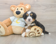 7 week old Mini Bernedoodle Puppy For Sale - Simply Southern Pups