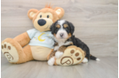 Petite Mini Bernedoodle Poodle Mix Pup