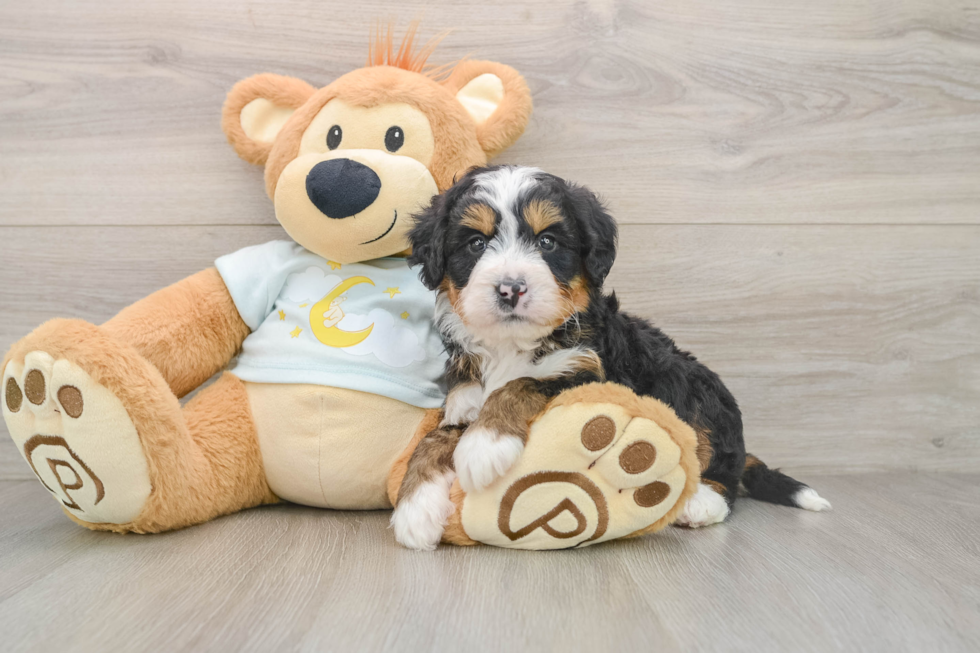 Petite Mini Bernedoodle Poodle Mix Pup