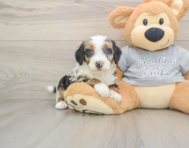 7 week old Mini Bernedoodle Puppy For Sale - Simply Southern Pups