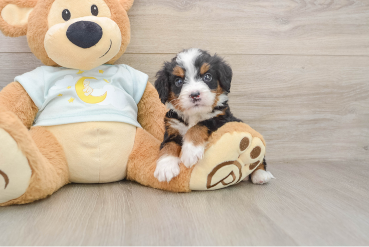Energetic Bernese Doodle Poodle Mix Puppy