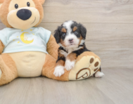 5 week old Mini Bernedoodle Puppy For Sale - Simply Southern Pups