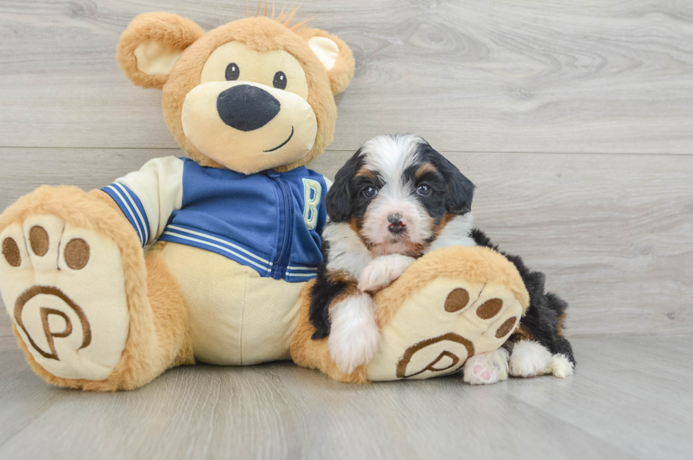 6 week old Mini Bernedoodle Puppy For Sale - Simply Southern Pups