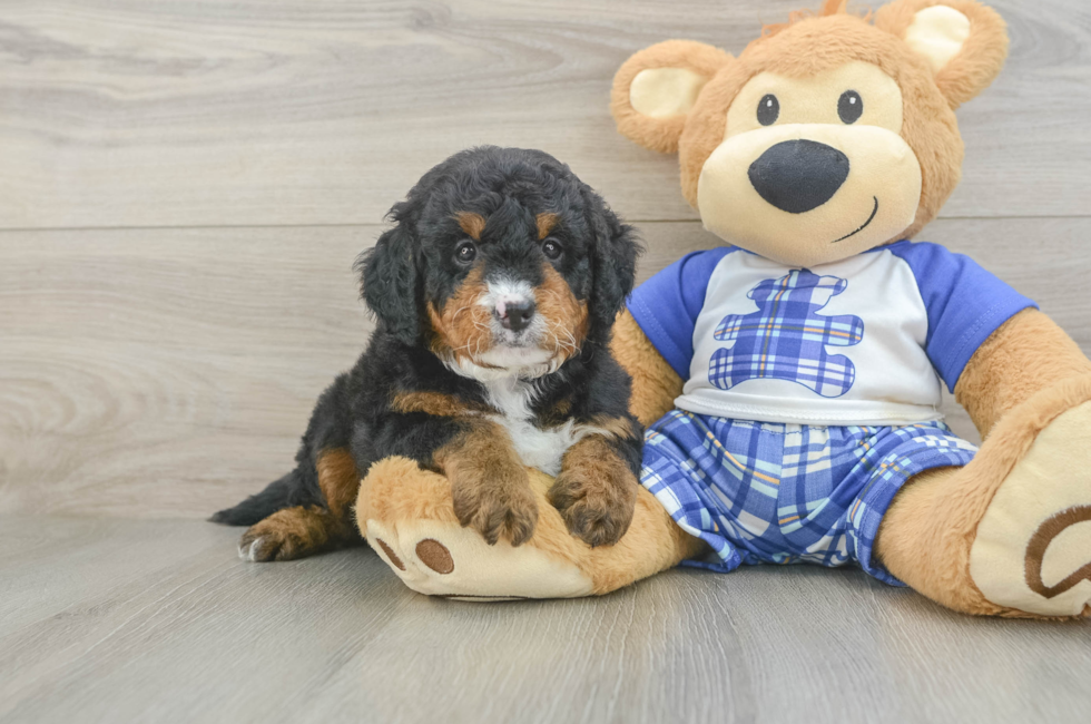 5 week old Mini Bernedoodle Puppy For Sale - Simply Southern Pups