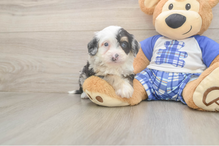 Petite Mini Bernedoodle Poodle Mix Pup