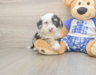 5 week old Mini Bernedoodle Puppy For Sale - Simply Southern Pups