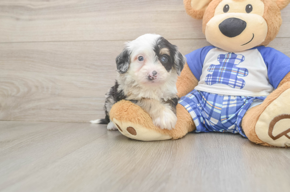 5 week old Mini Bernedoodle Puppy For Sale - Simply Southern Pups