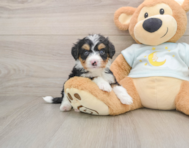 5 week old Mini Bernedoodle Puppy For Sale - Simply Southern Pups