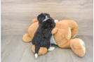 Funny Mini Bernedoodle Poodle Mix Pup