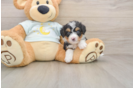 Mini Bernedoodle Puppy for Adoption