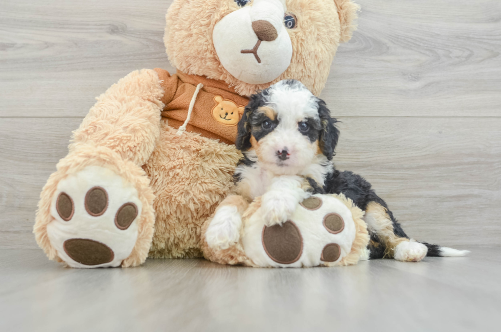 6 week old Mini Bernedoodle Puppy For Sale - Simply Southern Pups