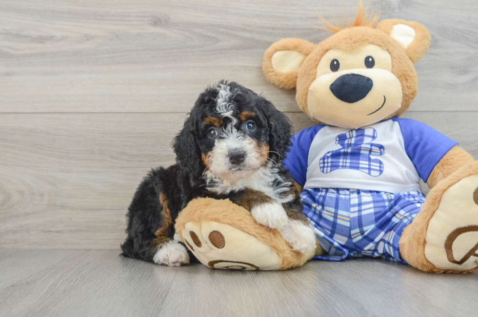 6 week old Mini Bernedoodle Puppy For Sale - Simply Southern Pups