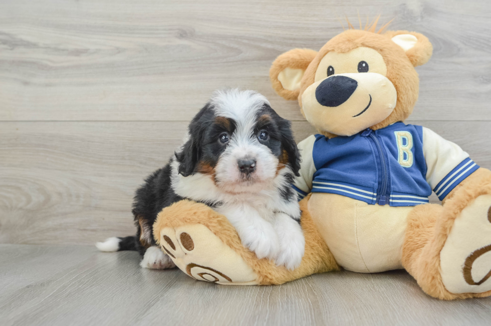 6 week old Mini Bernedoodle Puppy For Sale - Simply Southern Pups