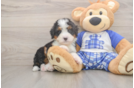 Adorable Mini Bernese Poodle Poodle Mix Puppy