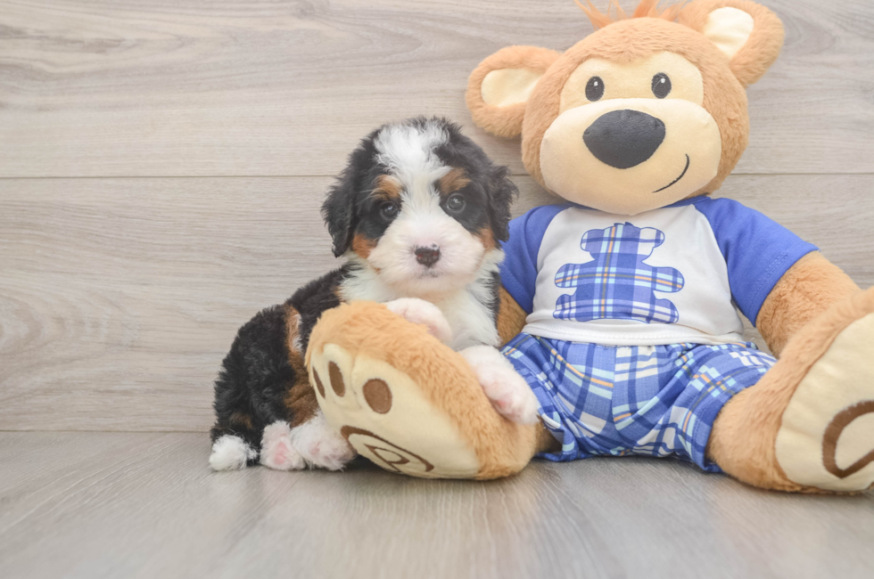 5 week old Mini Bernedoodle Puppy For Sale - Simply Southern Pups