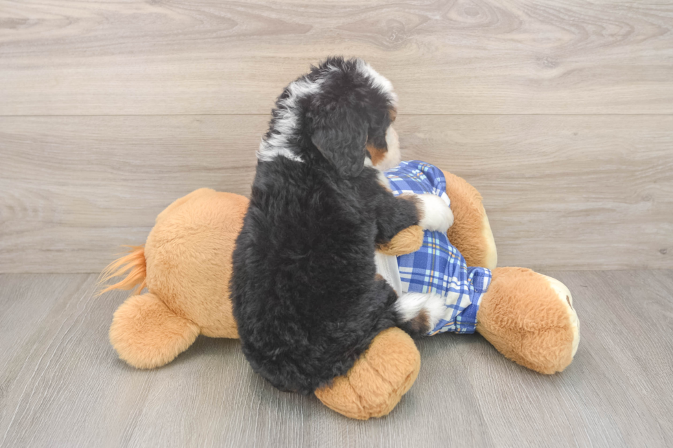 Mini Bernedoodle Puppy for Adoption