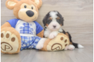 Hypoallergenic Mini Bernepoo Poodle Mix Puppy