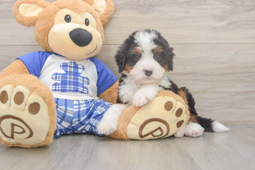 Hypoallergenic Mini Bernepoo Poodle Mix Puppy