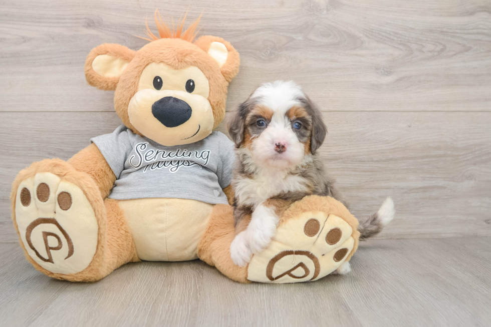 Sweet Mini Bernedoodle Baby