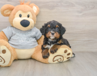 7 week old Mini Bernedoodle Puppy For Sale - Simply Southern Pups