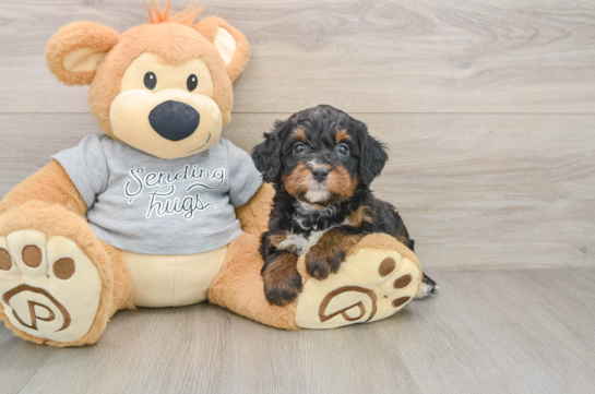 Mini Bernedoodle Puppy for Adoption