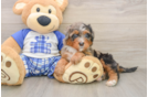 Mini Bernedoodle Puppy for Adoption
