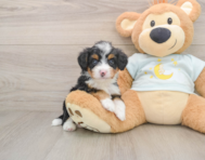 6 week old Mini Bernedoodle Puppy For Sale - Simply Southern Pups