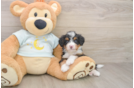 Cute Mini Bernedoodle Baby