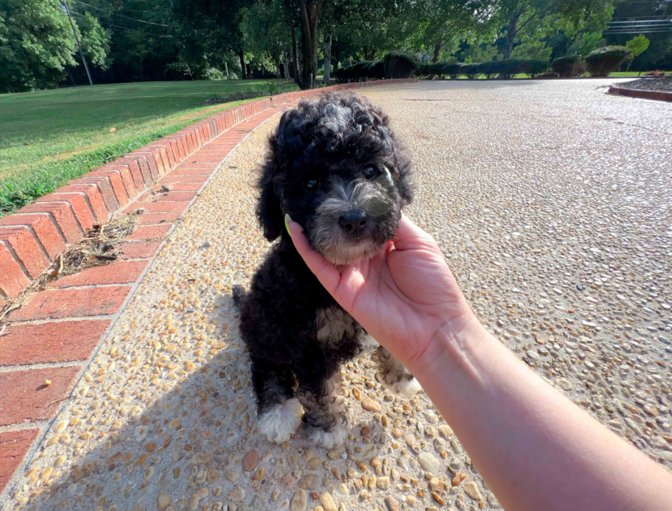 Cute Mini Bernedoodle Baby