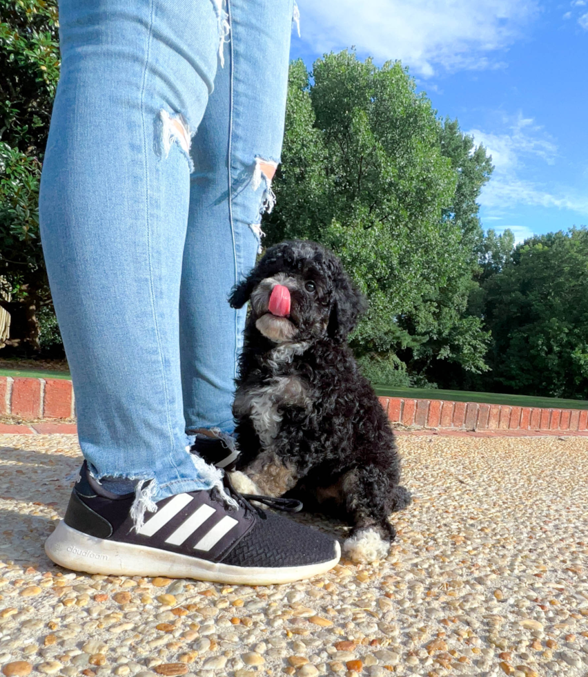 Mini Bernedoodle Pup Being Cute