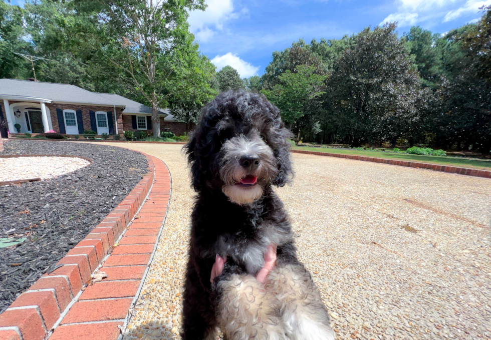 Best Mini Bernedoodle Baby