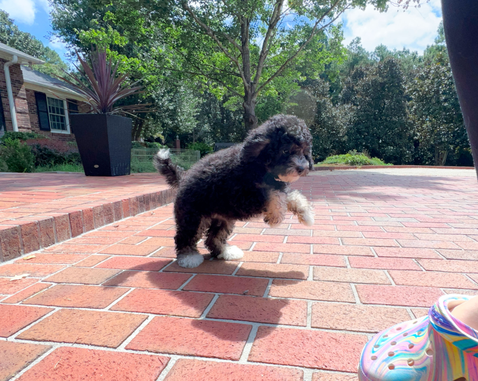 Mini Bernedoodle Puppy for Adoption