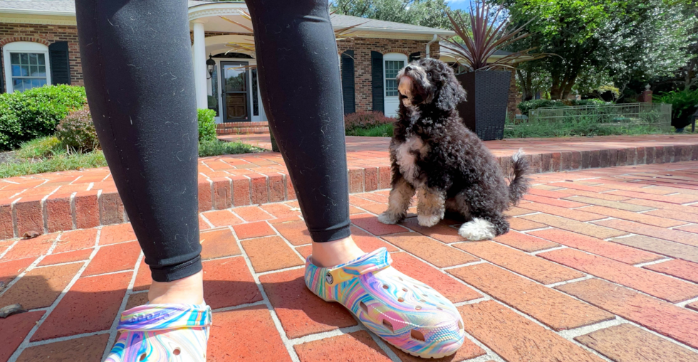 Best Mini Bernedoodle Baby