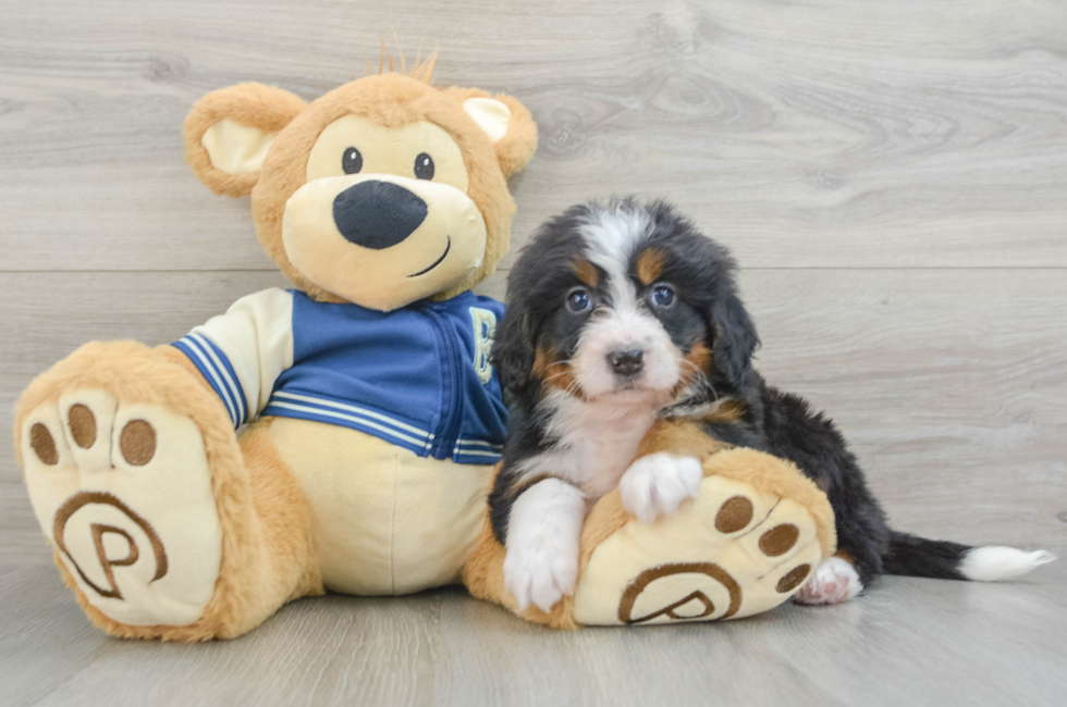 6 week old Mini Bernedoodle Puppy For Sale - Simply Southern Pups