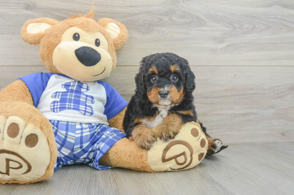 5 week old Mini Bernedoodle Puppy For Sale - Simply Southern Pups