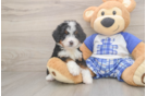 Mini Bernedoodle Puppy for Adoption
