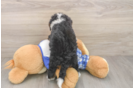 Mini Bernedoodle Pup Being Cute