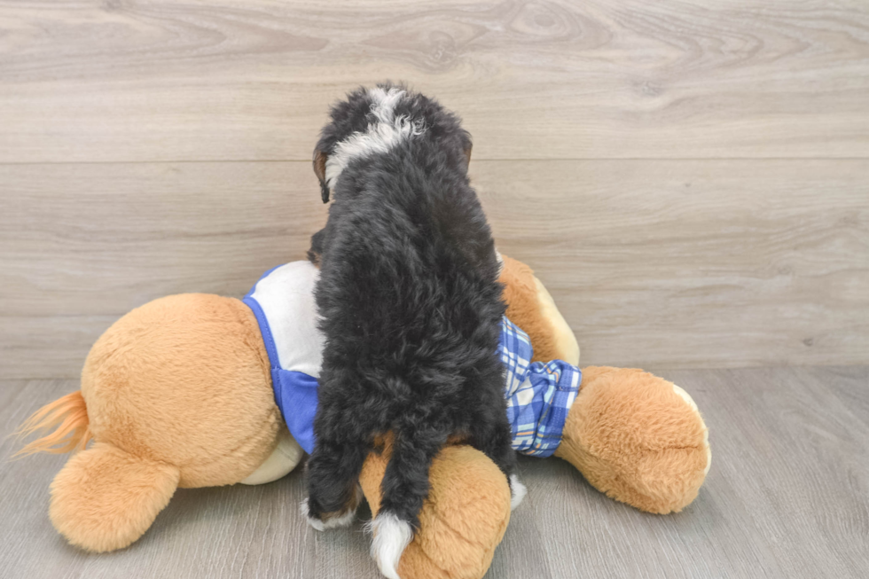 Mini Bernedoodle Pup Being Cute