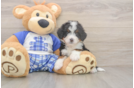 Funny Mini Bernedoodle Poodle Mix Pup