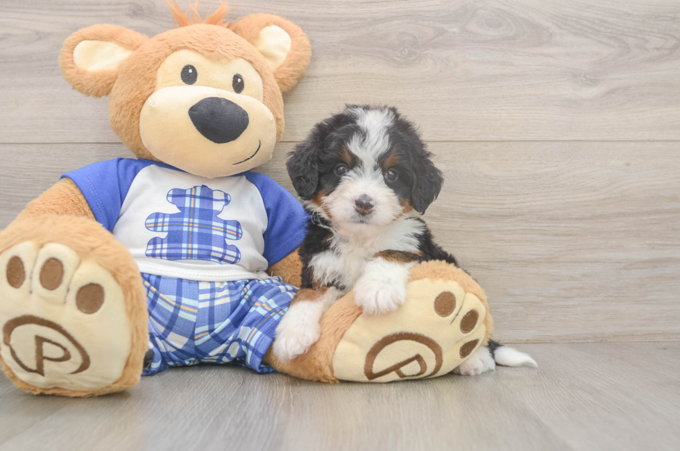 5 week old Mini Bernedoodle Puppy For Sale - Simply Southern Pups