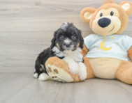 7 week old Mini Bernedoodle Puppy For Sale - Simply Southern Pups