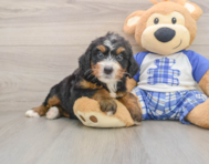 7 week old Mini Bernedoodle Puppy For Sale - Simply Southern Pups